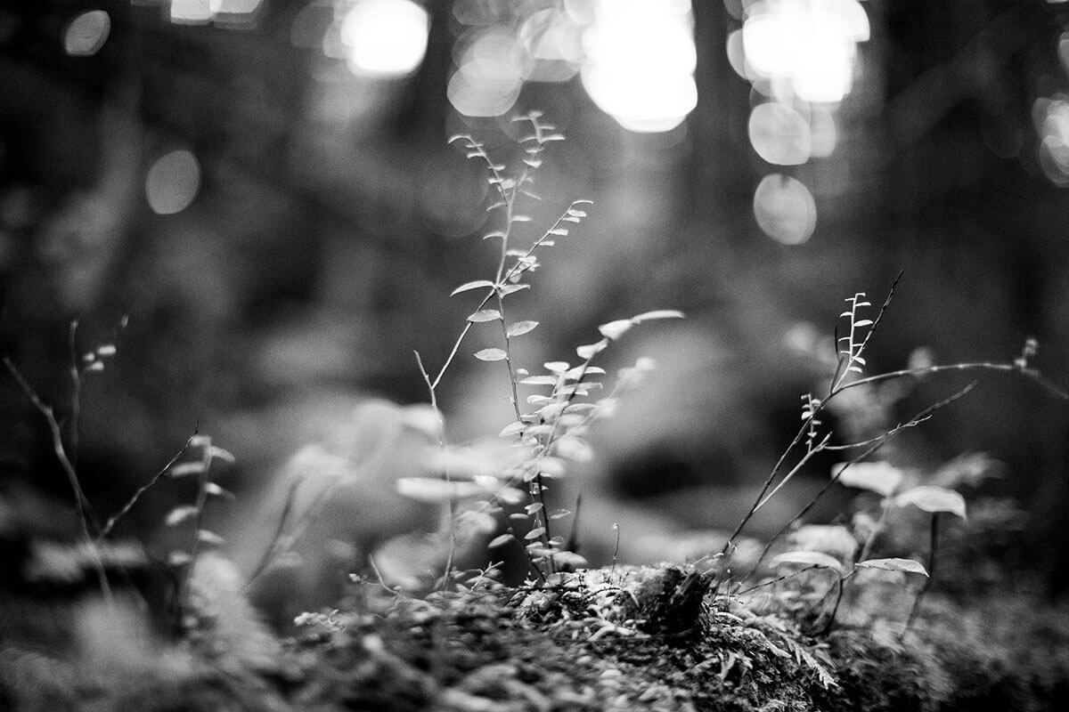 Ferns and greenery in the forest in black and white