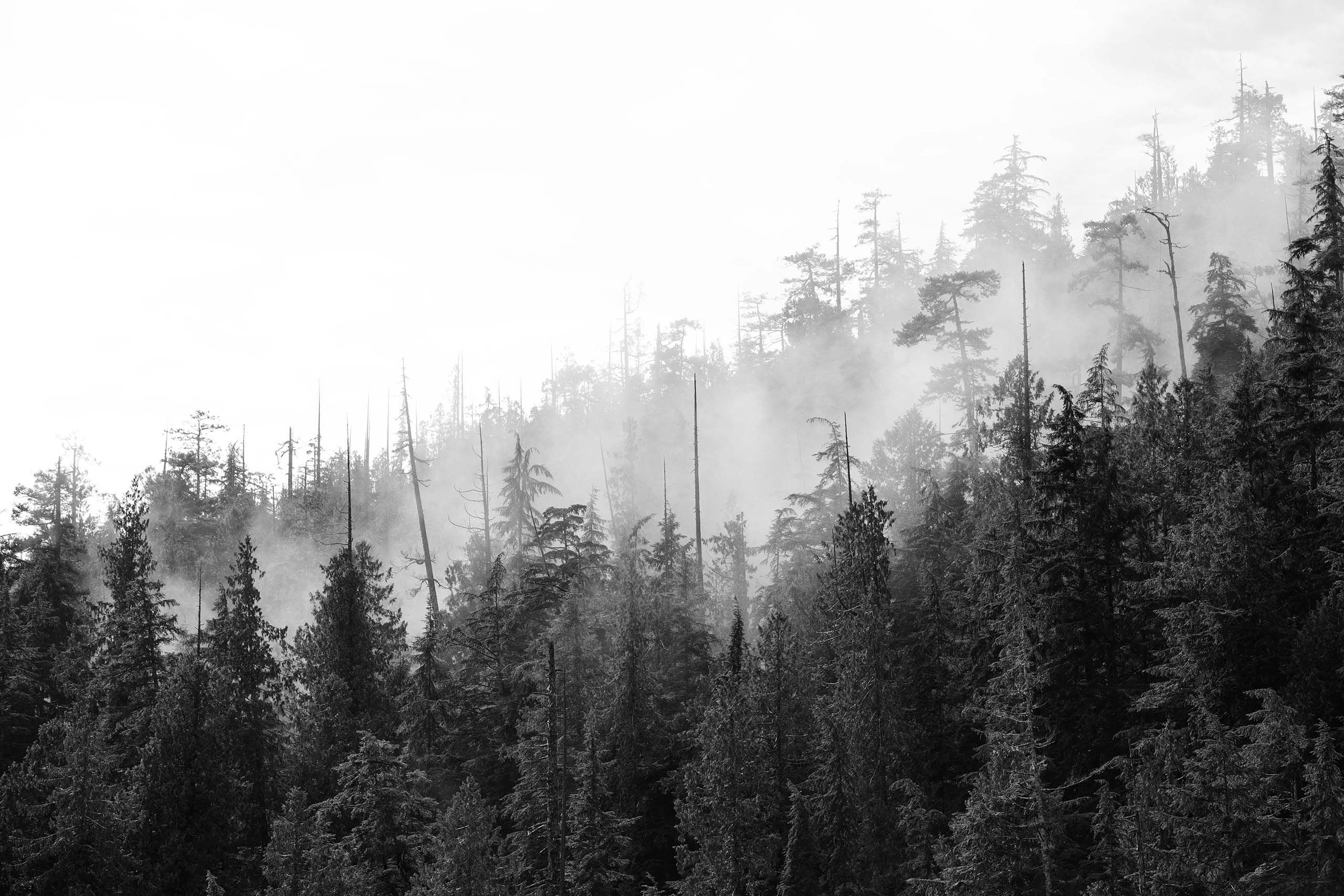 Clayoquot forest with trees and mist
