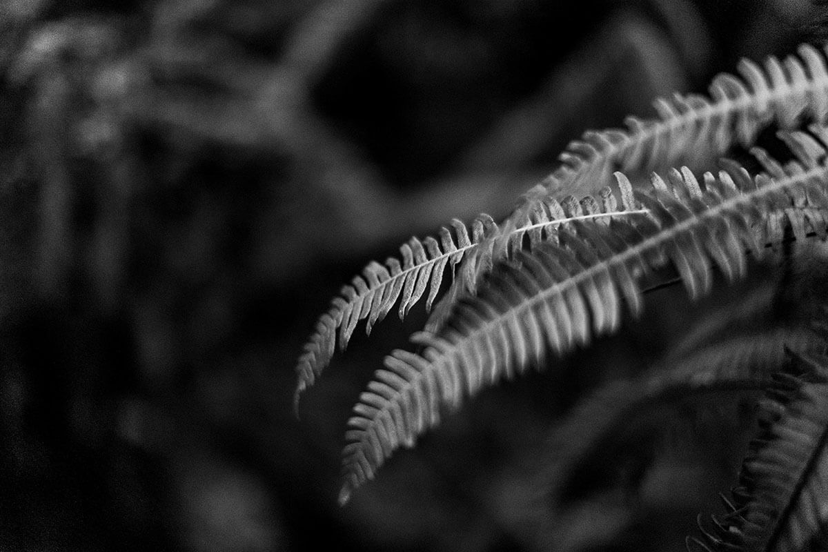 Ferns in the forest in black and white